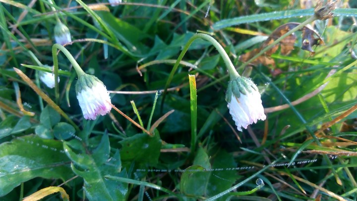my beautiful morning at home in the garden.