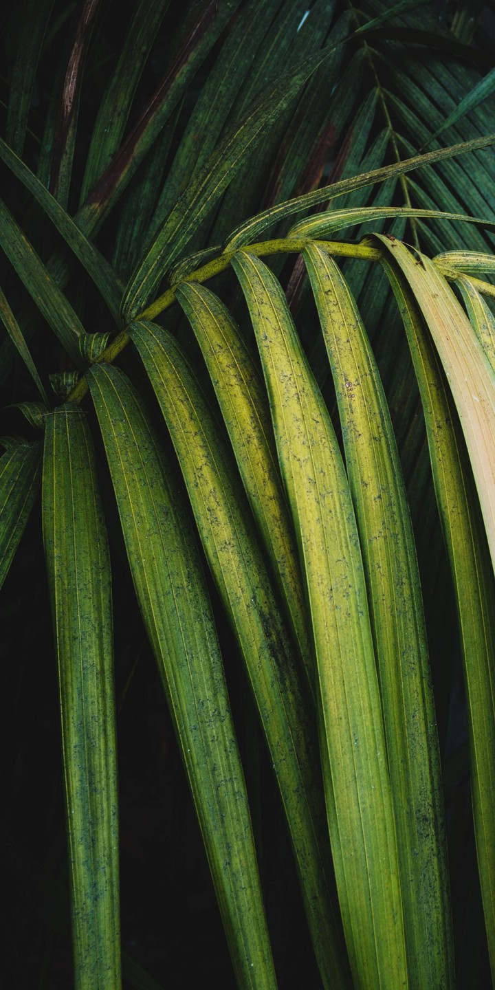 leaves
