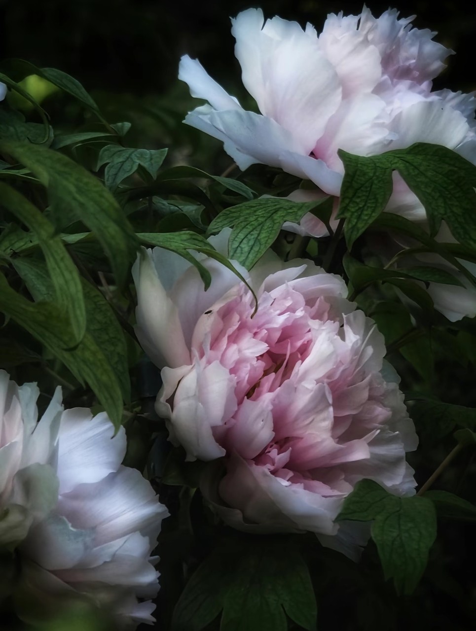 sfondi flower, winter