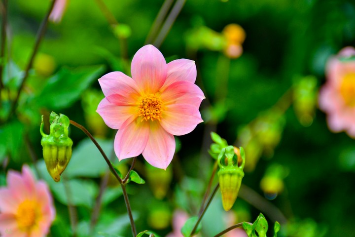 Dalia.