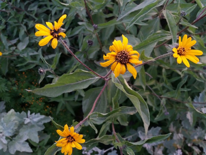 flowers- flores