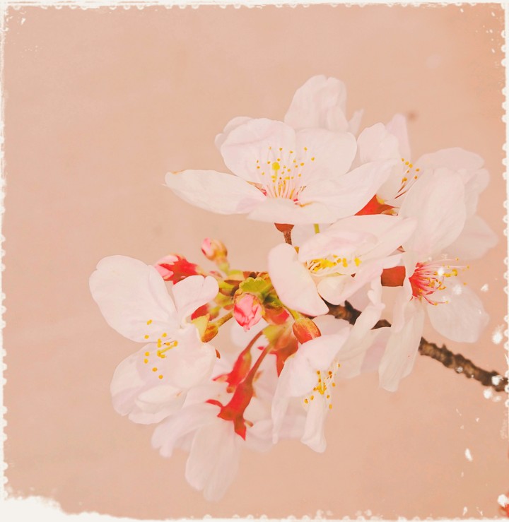 cherryblossom
