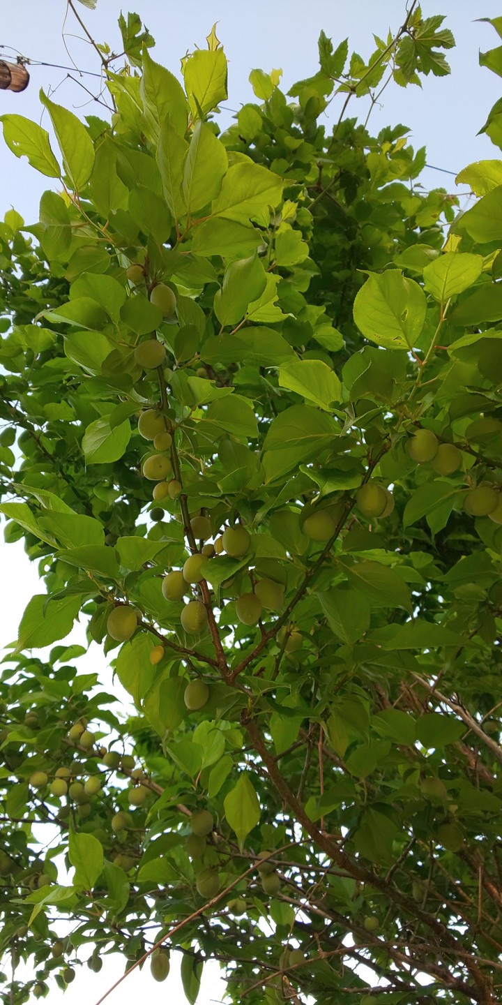 初夏の梅