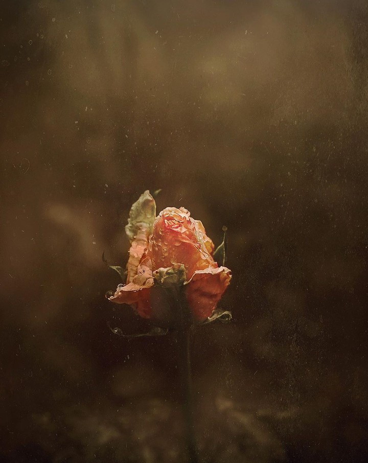 Helios & Rose bud