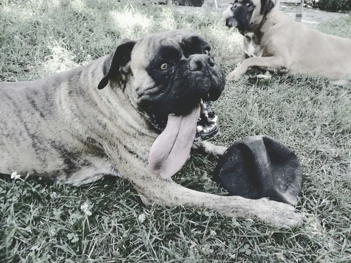 dog