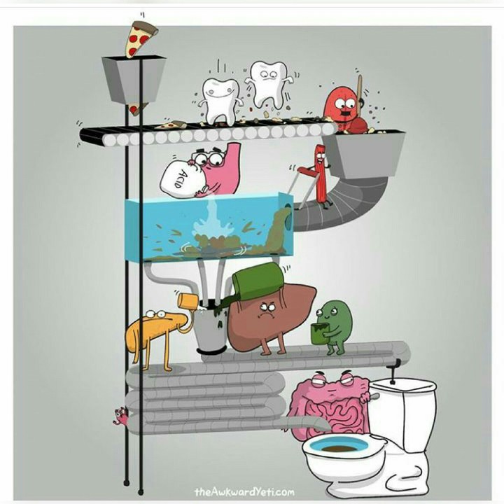Digestion!!