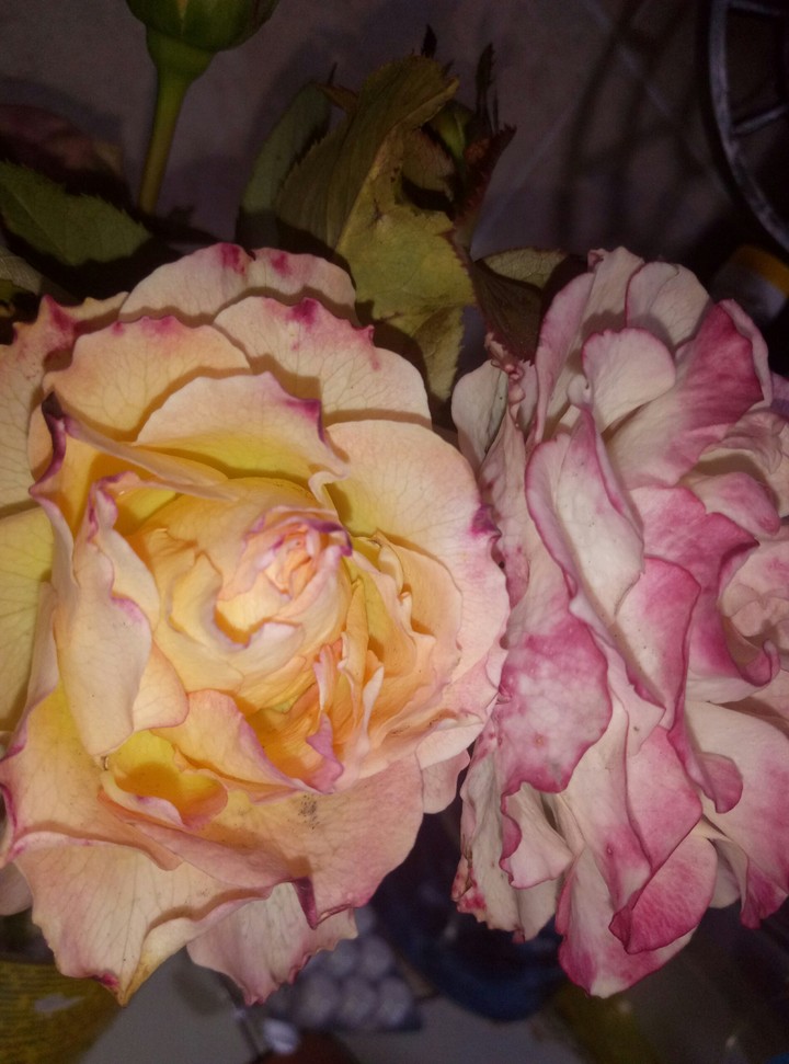 last flowers