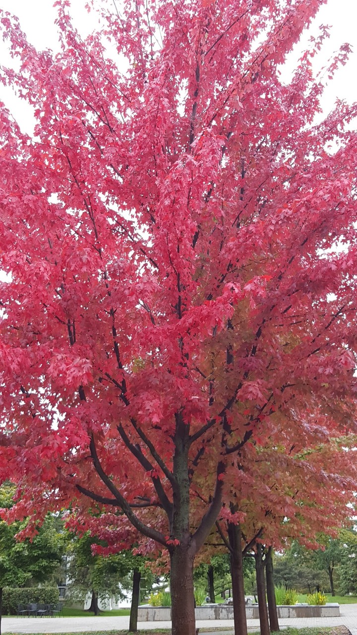 Autumn is here :)