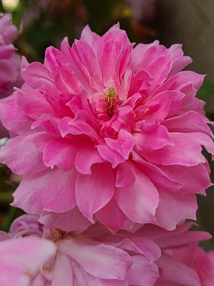 Rose Flower