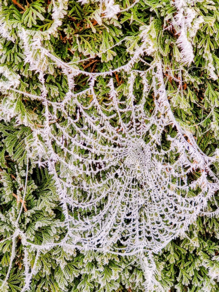 frozen spider web