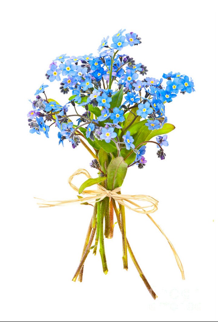 little blue flower