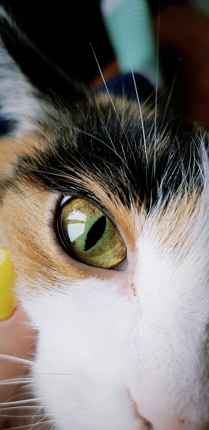 cat eye