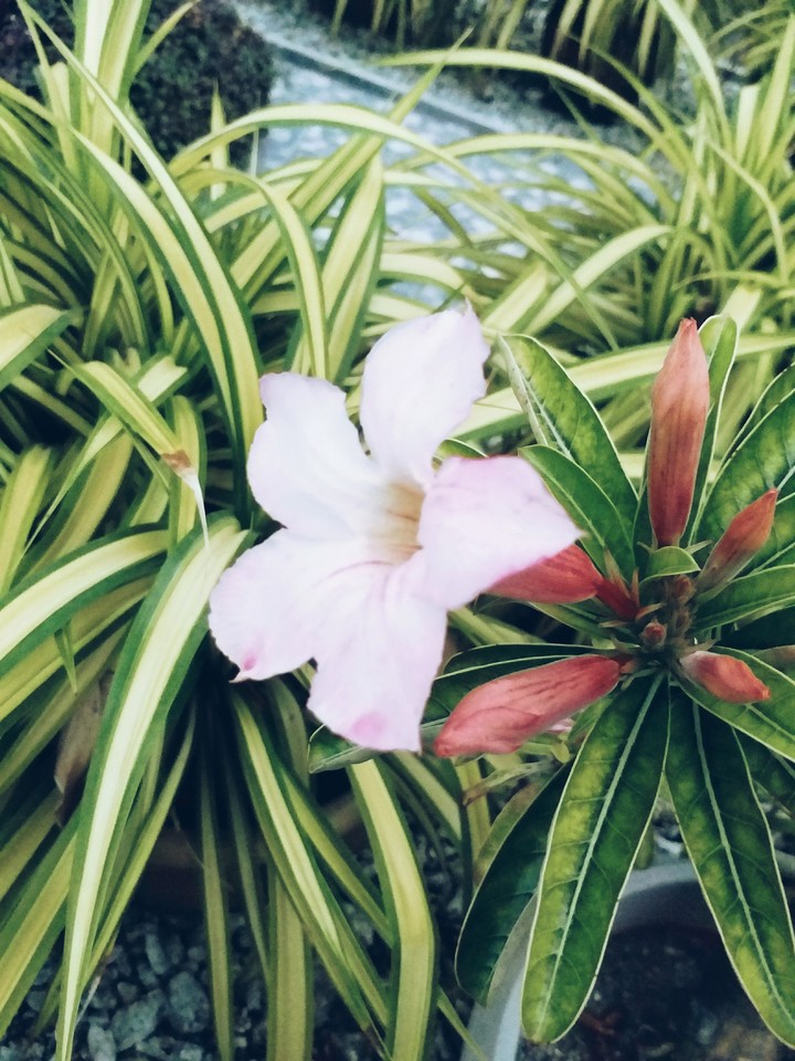 pink flower