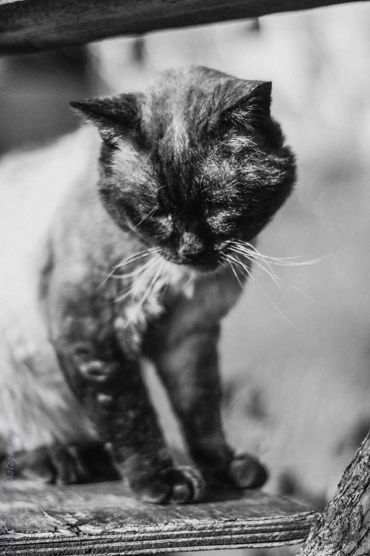 Sad Cat