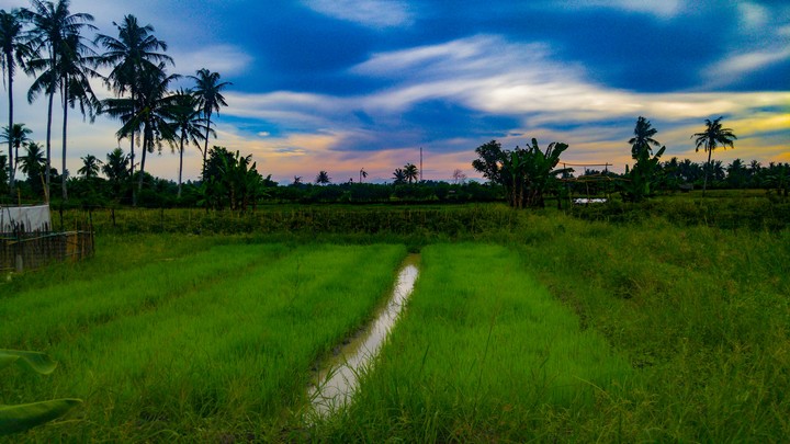 farm