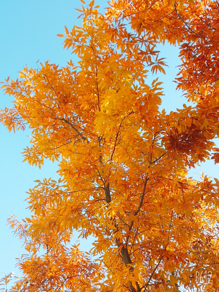 fall