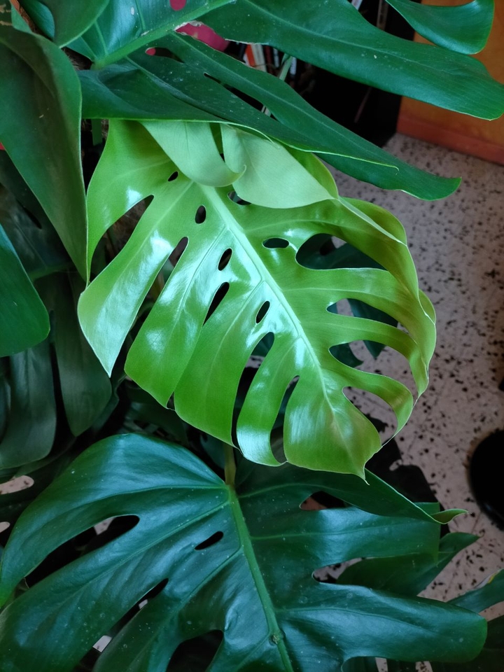 mes plantes