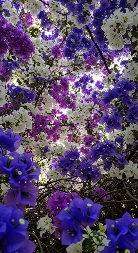 ταπετσαρίες flower, Blossom