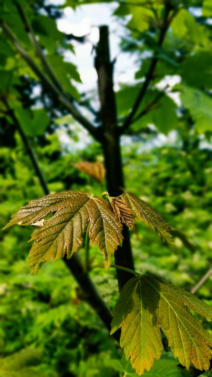 green tree
