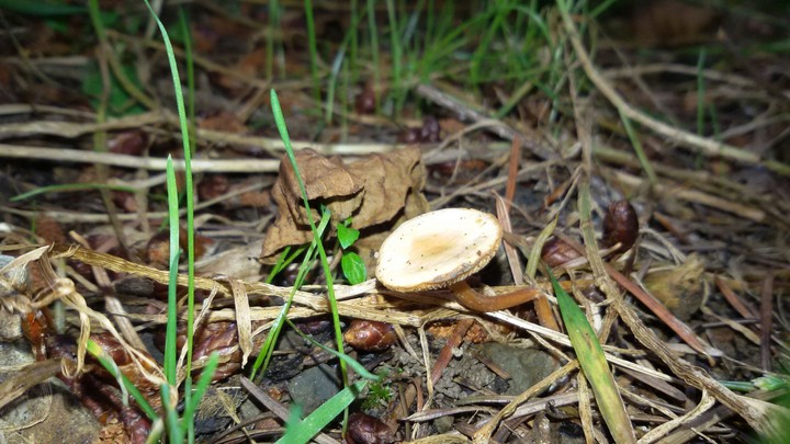 kleine paddestoel