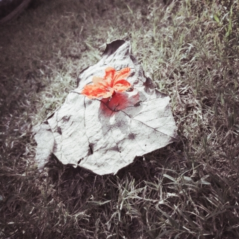 dry leaf holding flower