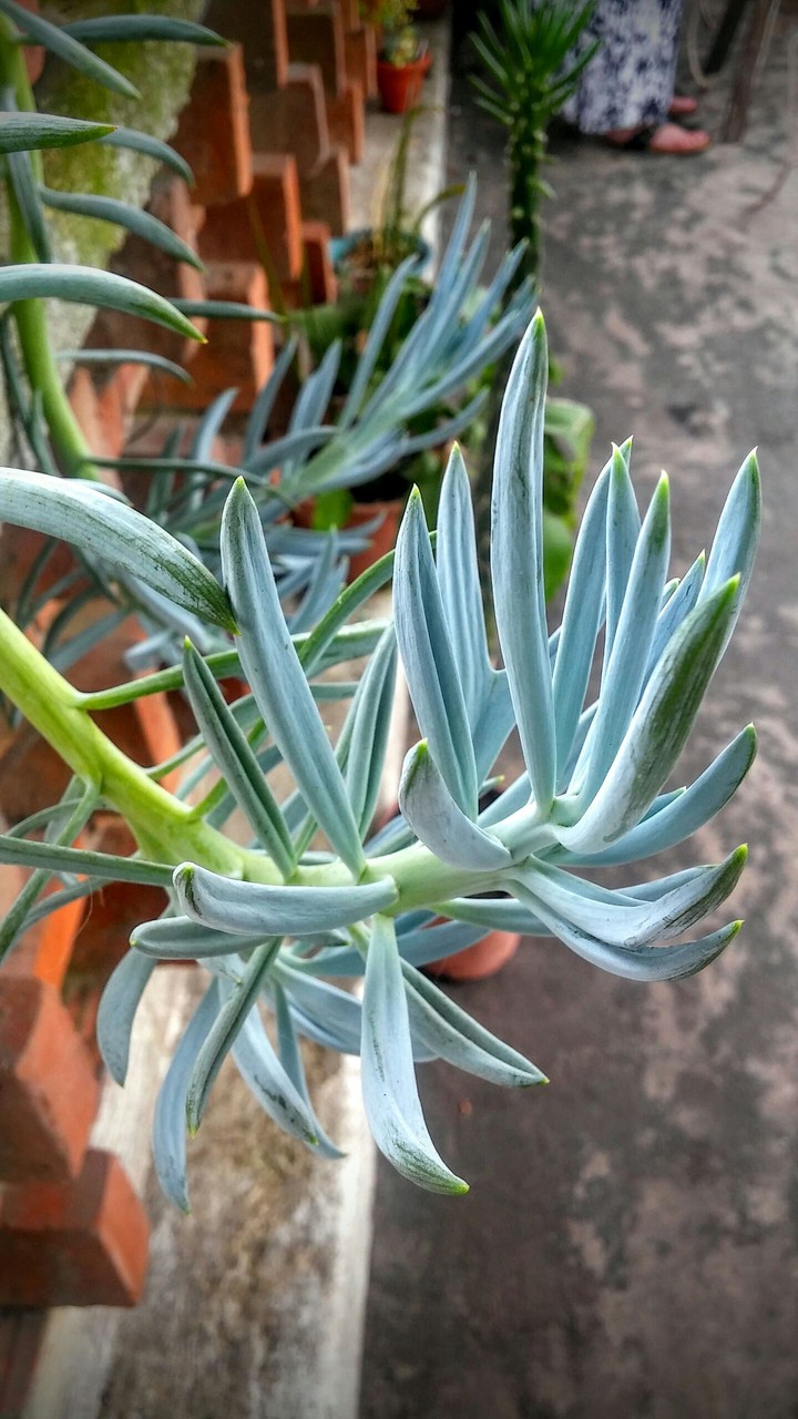 Blue or Green? I've no idea