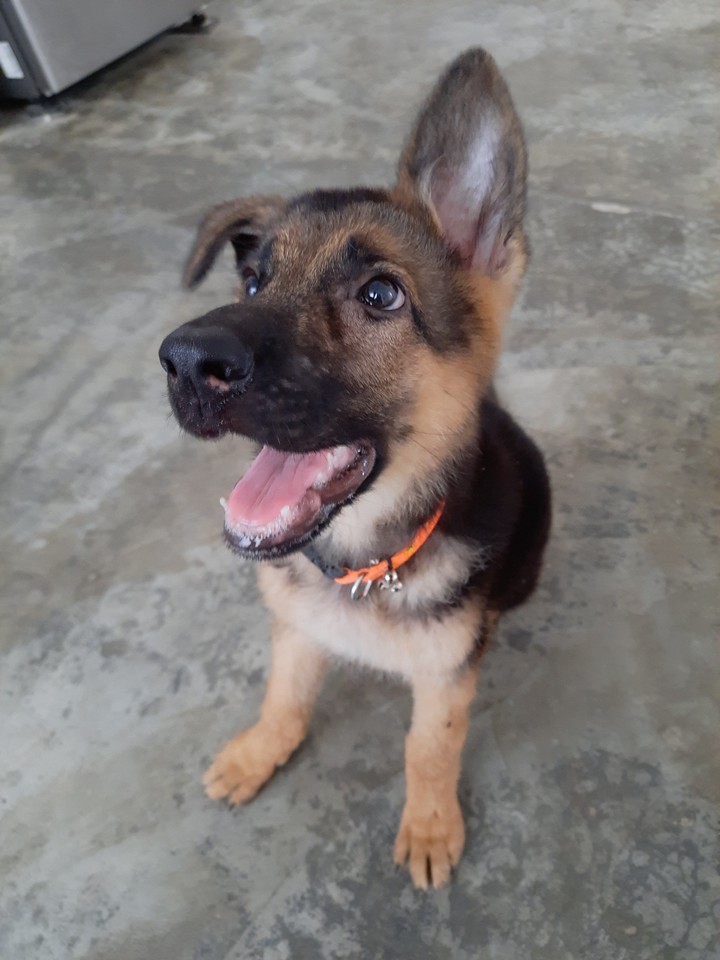 My loveable Pet Zoie