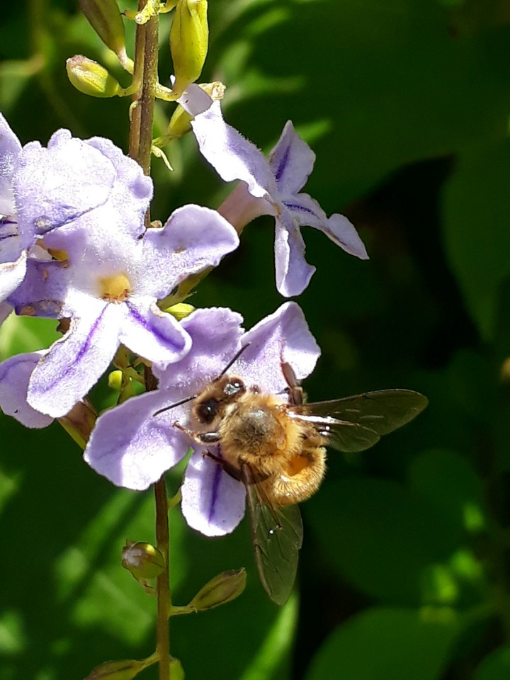 NATUREZA