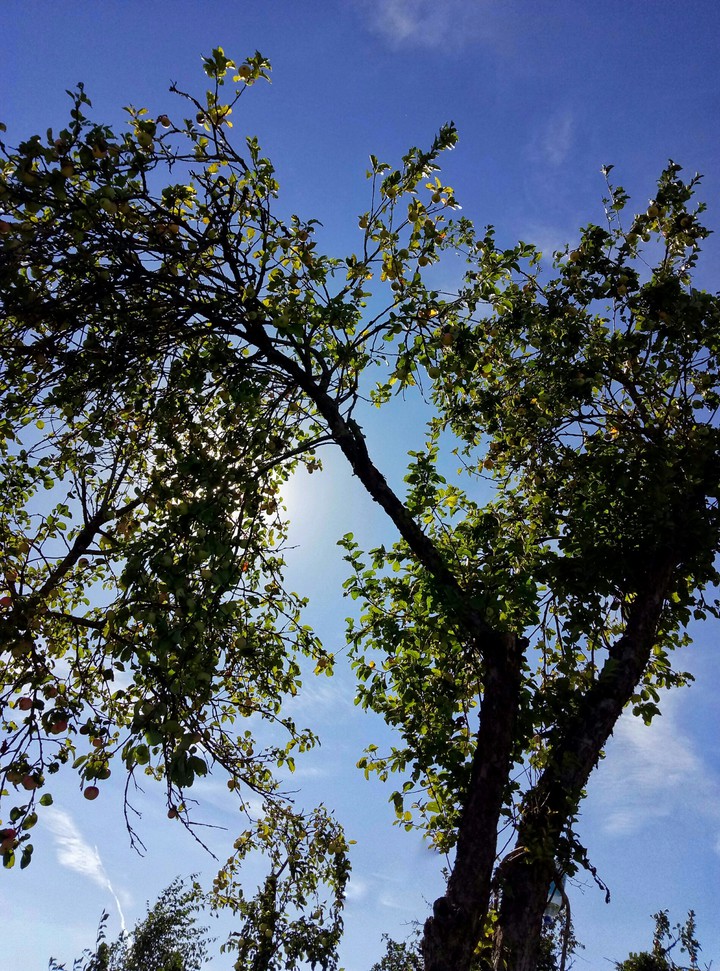 tree
