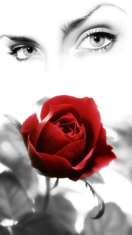um rosto por uma rosa