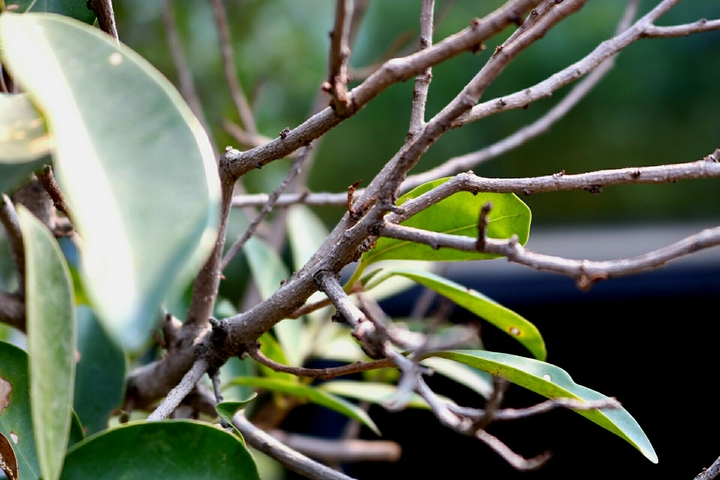 Tree Branches