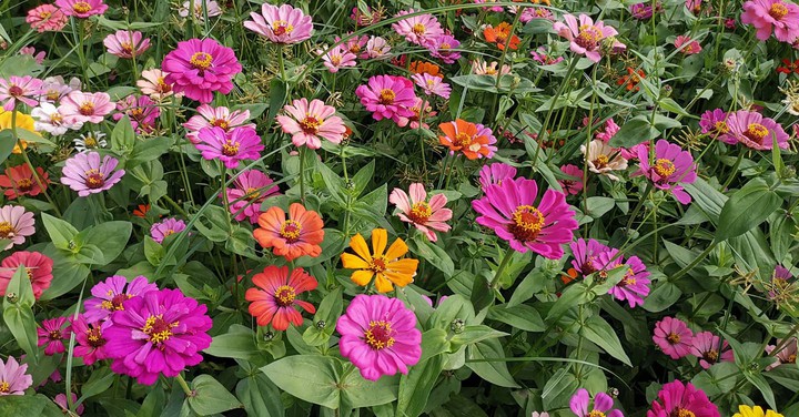 flower showcase