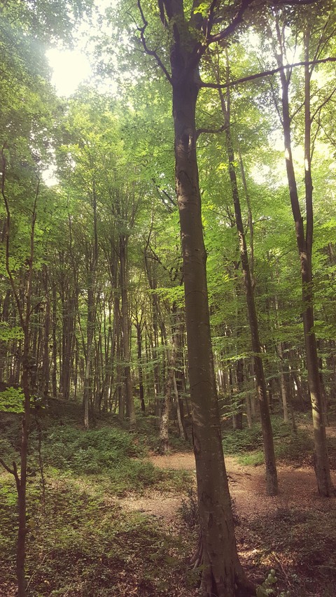 nature