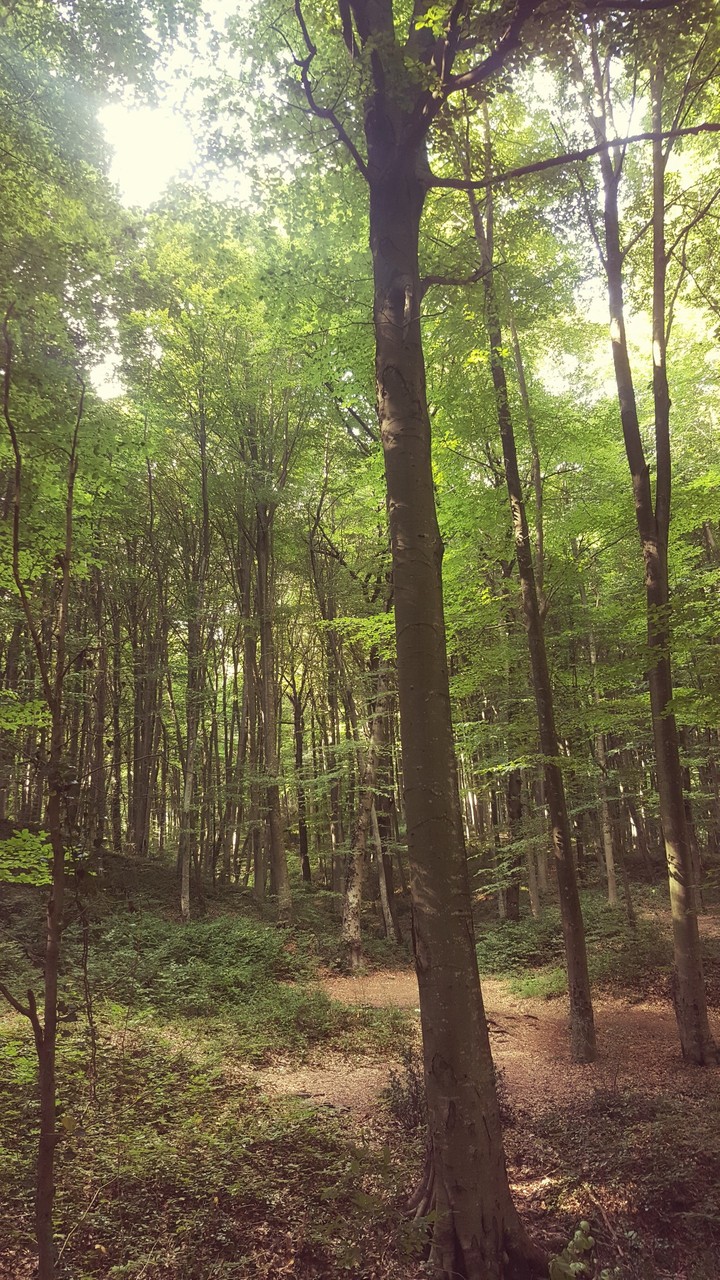 nature 