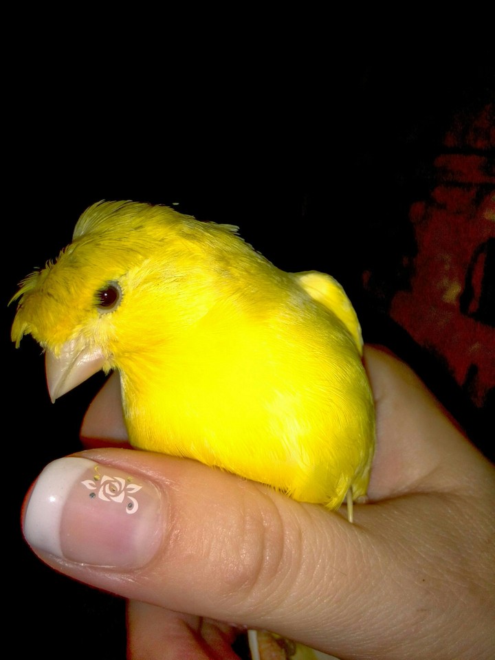 Cresta- Gloster canary