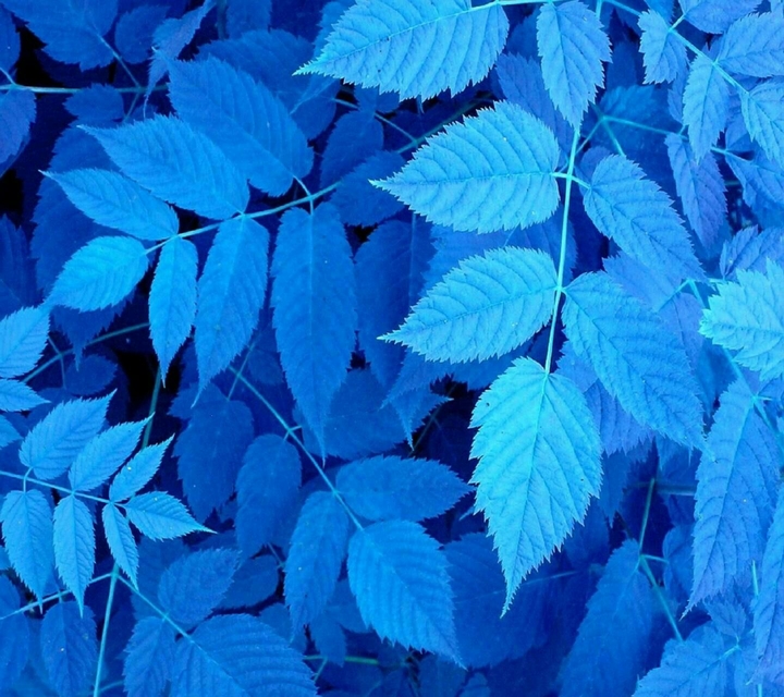 Blue Plant
