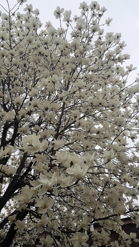 목련