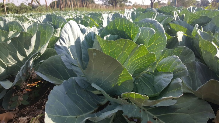 Vegetables/ Farm