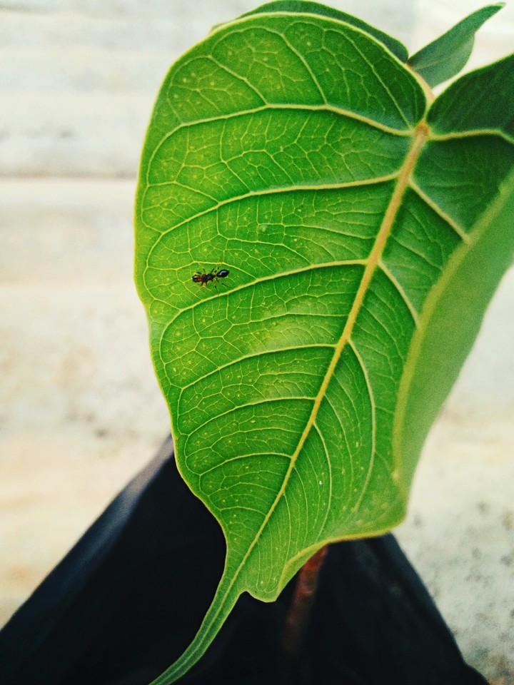 Peepal leaf