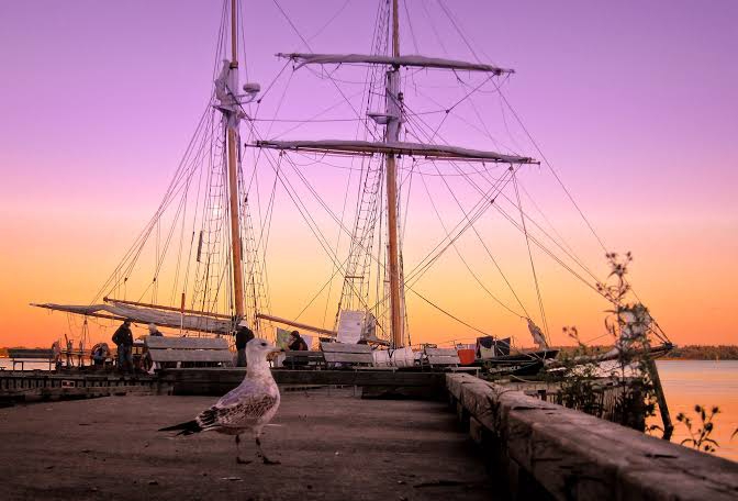 bird see