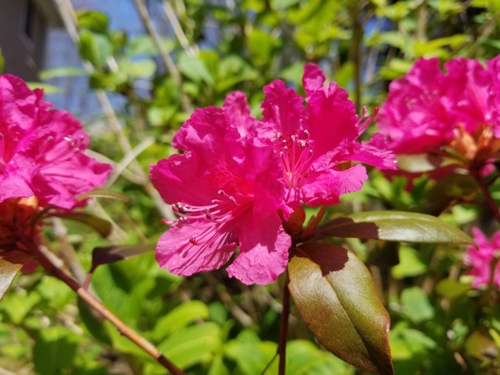 Pink Rhododendron