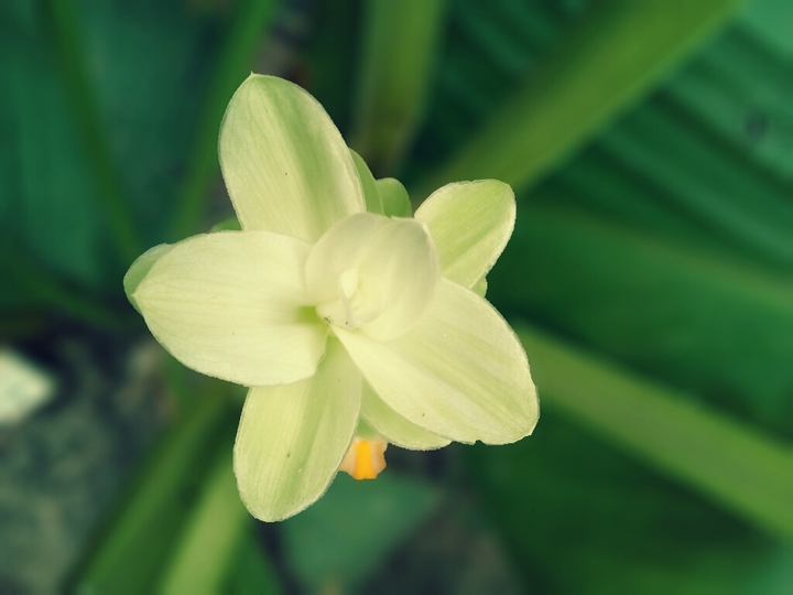 Yellow Ginger Flower....my own caption