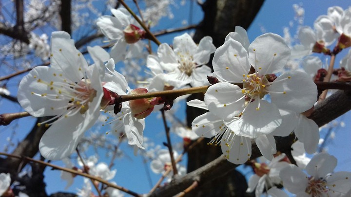 spring