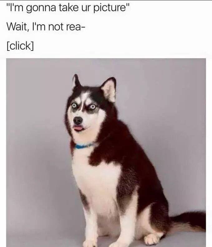 Dog pic