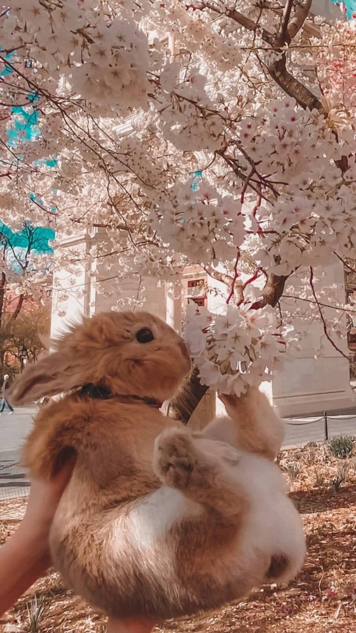 rabbit