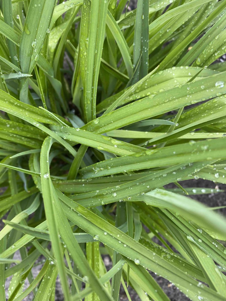 morning dew