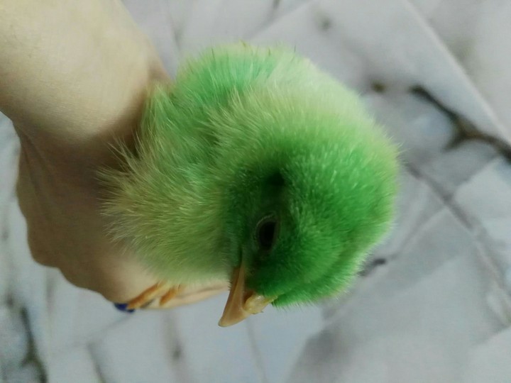 birdie