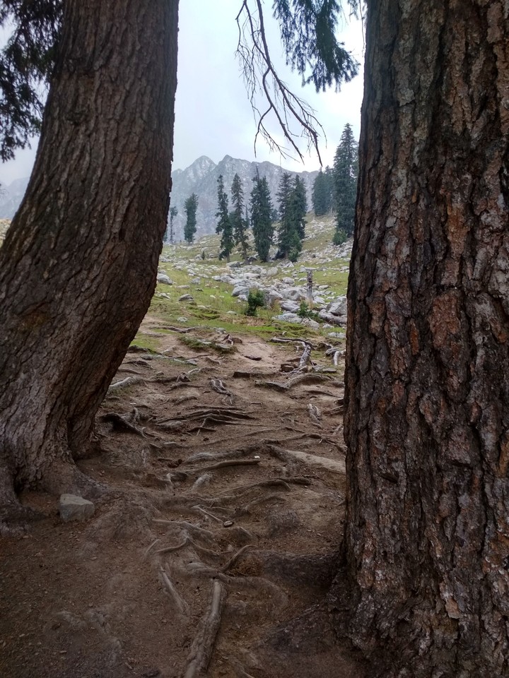 Wild path