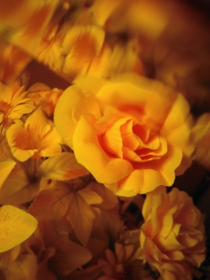 roses and whiskey