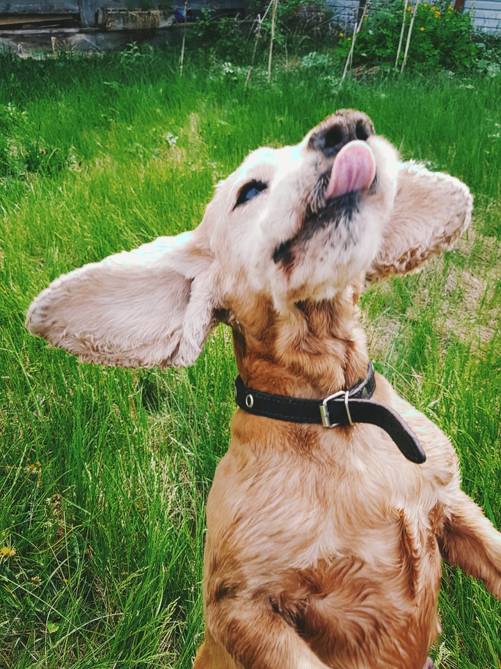 My dog